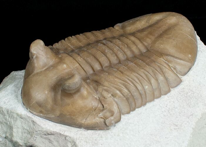 Large Asaphus Kotlukovi Trilobite #6446